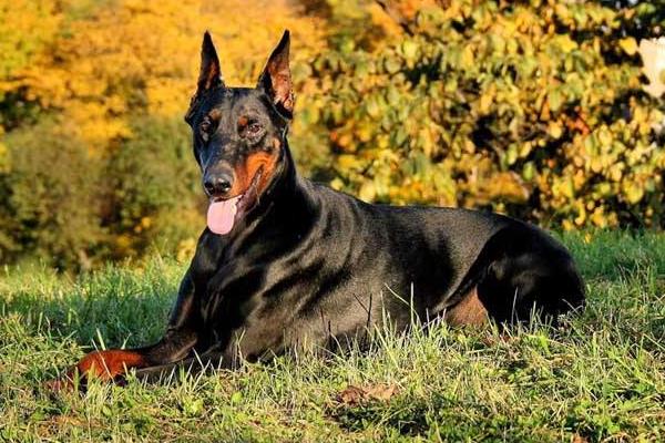 杜賓犬和羅威納的區別是什么 杜賓犬和羅威納哪個好