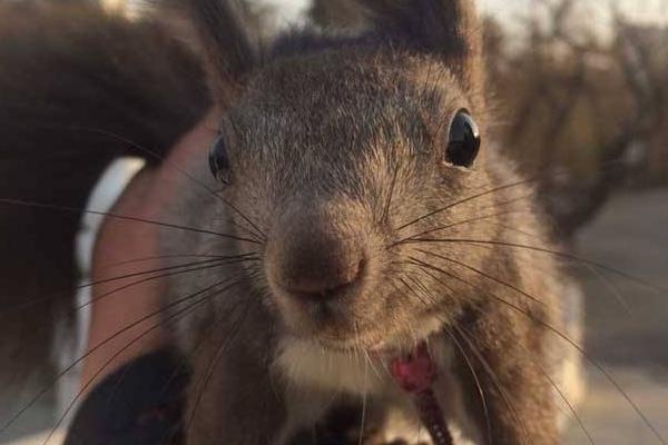 魔王松鼠能長多大 魔王松鼠壽命有多長