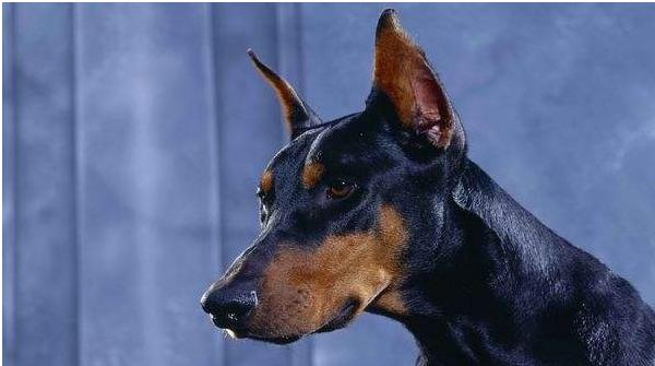 杜高犬、比特犬、土佐犬誰厲害 杜賓犬咬人嗎