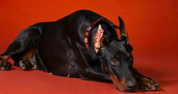 杜高犬、比特犬、土佐犬誰厲害 杜賓犬咬人嗎