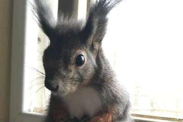 魔王松鼠能長多大 魔王松鼠壽命有多長