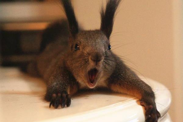 魔王松鼠能長多大 魔王松鼠壽命有多長