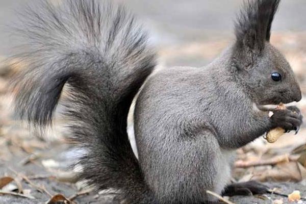 魔王松鼠能長多大 魔王松鼠壽命有多長