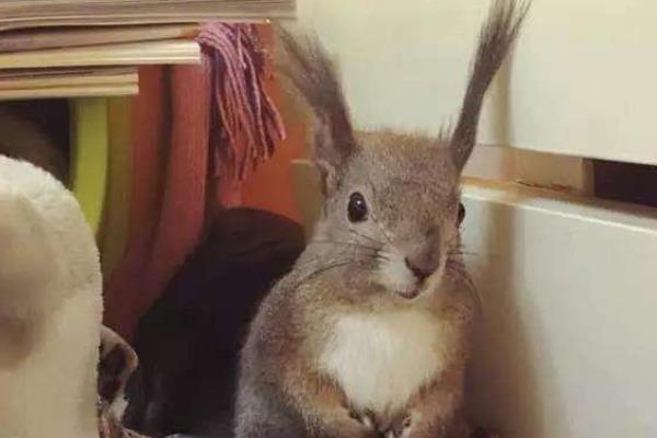 魔王松鼠能長多大 魔王松鼠壽命有多長