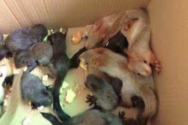 魔王松鼠能長多大 魔王松鼠壽命有多長