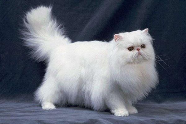 純種波斯貓市場(chǎng)價(jià)格多少錢一只 波斯貓品種有哪些