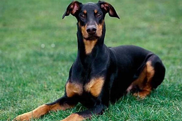 杜賓犬適合家養嗎 杜賓犬耳朵怎么立