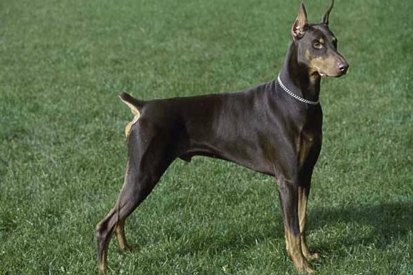 杜賓犬適合家養嗎 杜賓犬耳朵怎么立