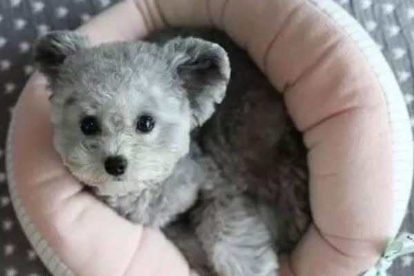 飛耳泰迪和泰迪的區別是什么 飛耳泰迪和泰迪哪個貴