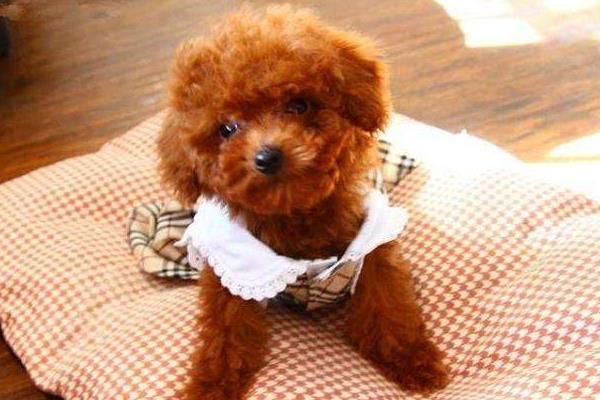 剛買的泰迪晚上一直叫是怎么回事 40天的泰迪怎么訓練