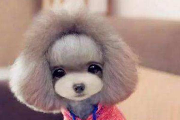 黑泰迪和棕泰迪哪個貴 灰泰迪為什么貴