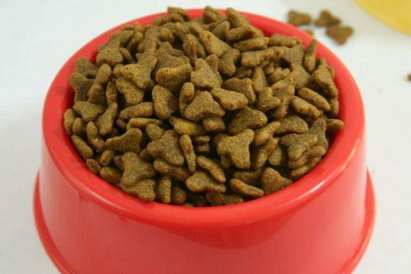 狗吃貓糧會怎么樣 貓糧和狗糧有什么區別
