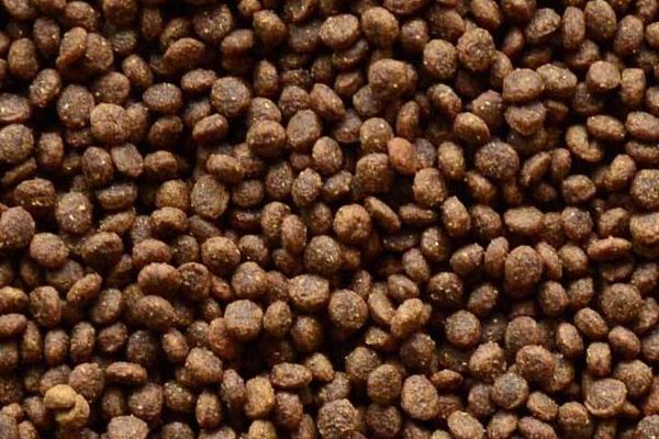 狗吃貓糧會怎么樣 貓糧和狗糧有什么區別