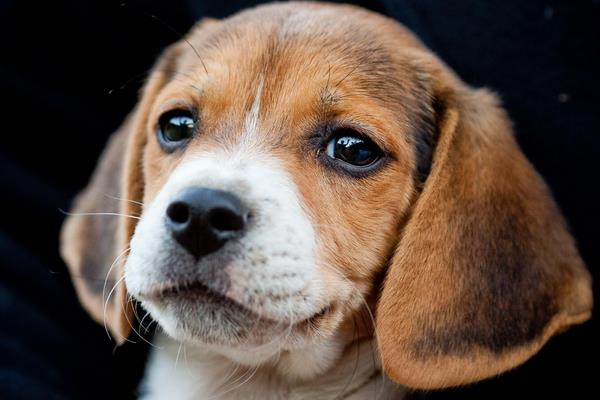 哈利犬和比格犬哪個好 哈利犬和比格犬的區別是什么