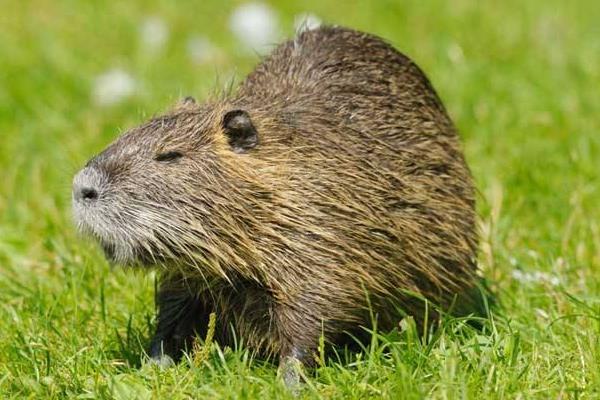 海貍鼠能吃嗎 海貍是老鼠嗎