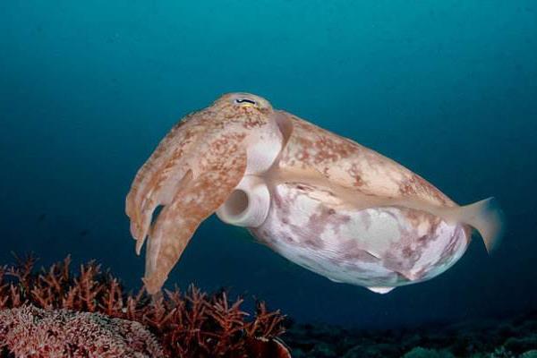 海洋里的變色龍是什么 海洋變色龍是哪兩種