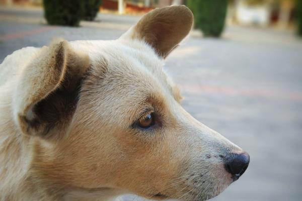 母狗發(fā)情期有什么表現(xiàn) 母狗發(fā)情幾天可以配