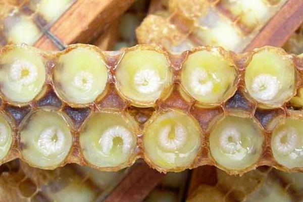 女人喝蜂王漿的好處 更年期吃蜂王漿有什么好處