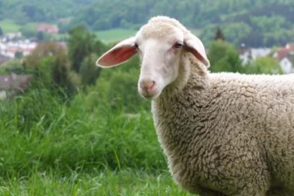 替罪羊是什么意思 替罪羊比喻什么樣的人