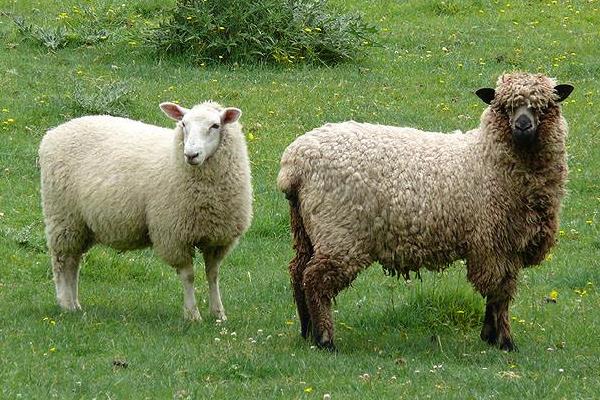 替罪羊是什么意思 替罪羊比喻什么樣的人