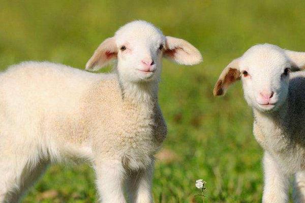 替罪羊是什么意思 替罪羊比喻什么樣的人