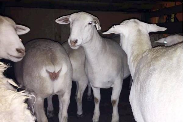 替罪羊是什么意思 替罪羊比喻什么樣的人