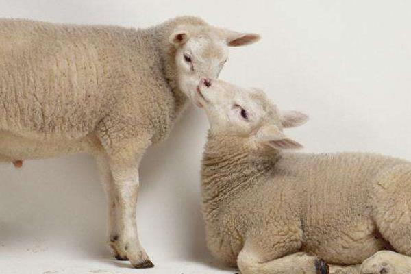 替罪羊是什么意思 替罪羊比喻什么樣的人