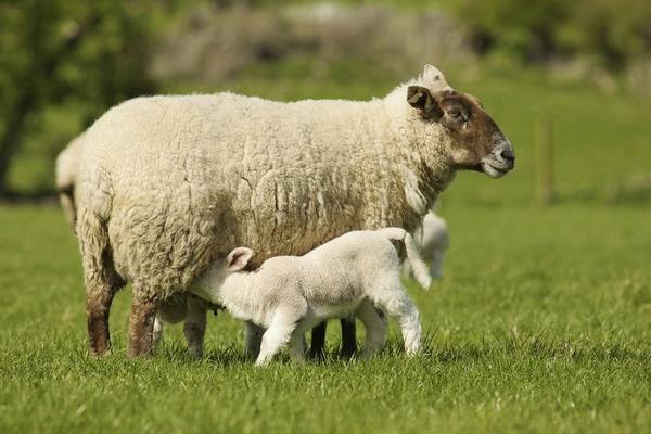 替罪羊是什么意思 替罪羊比喻什么樣的人