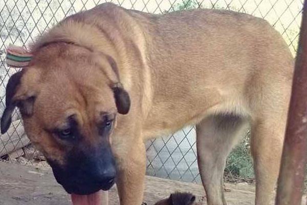 現在養肉狗賺錢嗎 把土狗當肉狗養賺錢嗎