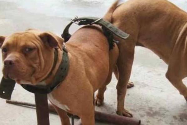 現在養肉狗賺錢嗎 把土狗當肉狗養賺錢嗎