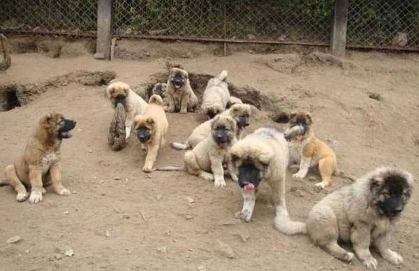 現在養肉狗賺錢嗎 把土狗當肉狗養賺錢嗎