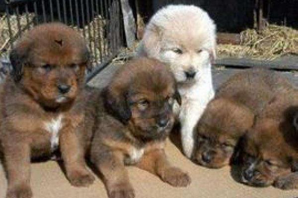 現在養肉狗賺錢嗎 把土狗當肉狗養賺錢嗎