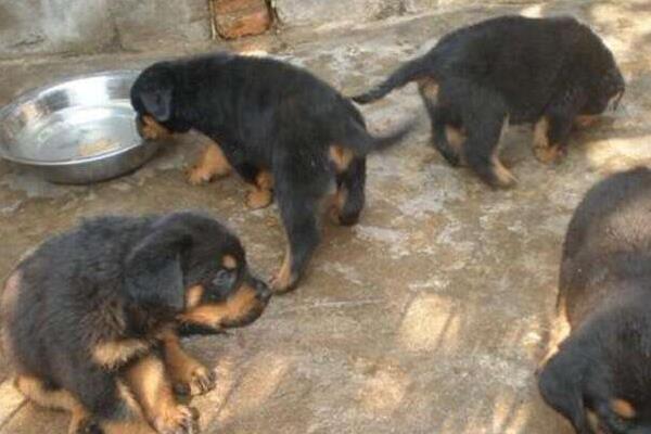 現在養肉狗賺錢嗎 把土狗當肉狗養賺錢嗎
