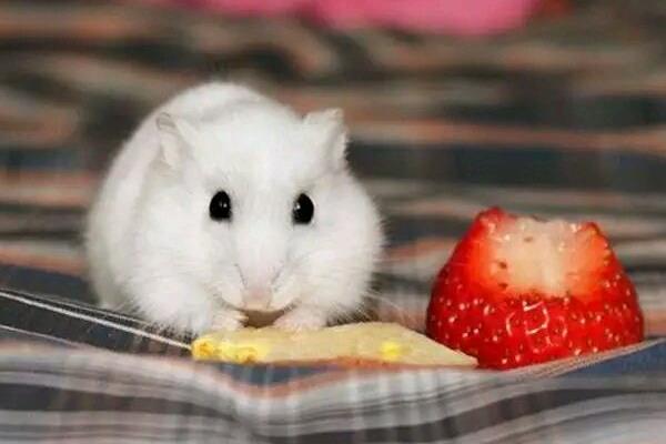 母?jìng)}鼠為什么吃小倉(cāng)鼠 倉(cāng)鼠咬人后為什么會(huì)死