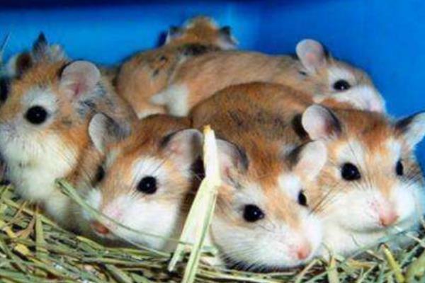 母倉鼠為什么吃小倉鼠 倉鼠咬人后為什么會死