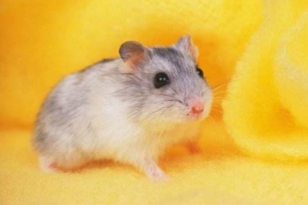 母倉鼠為什么吃小倉鼠 倉鼠咬人后為什么會死