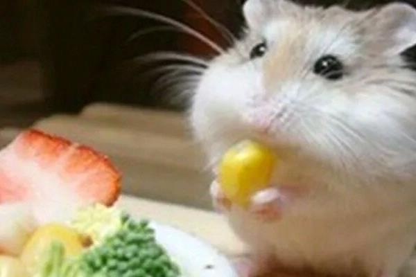 母倉鼠為什么吃小倉鼠 倉鼠咬人后為什么會死