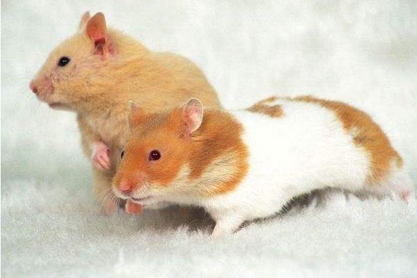 母倉鼠為什么吃小倉鼠 倉鼠咬人后為什么會死