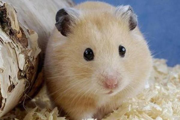 母倉鼠為什么吃小倉鼠 倉鼠咬人后為什么會死