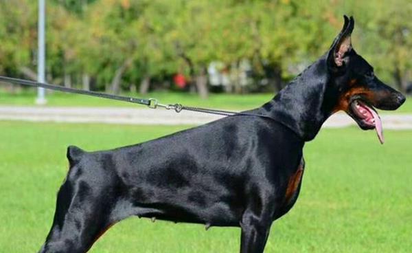 新手養杜賓要注意什么 杜賓犬訓練方法