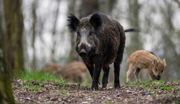 野豬是保護動物嗎 野豬是國家幾級保護動物