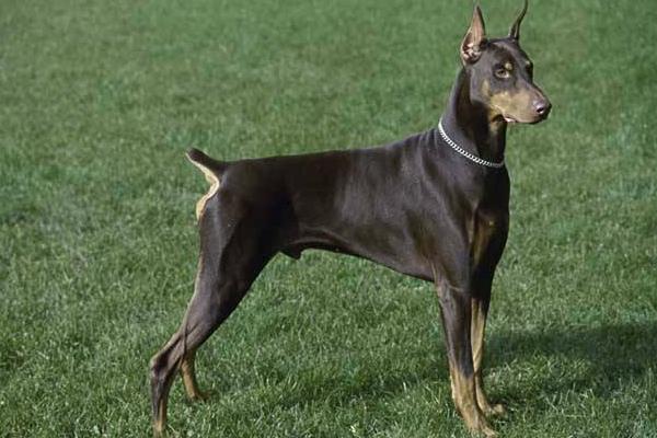 新手養杜賓要注意什么 杜賓犬訓練方法