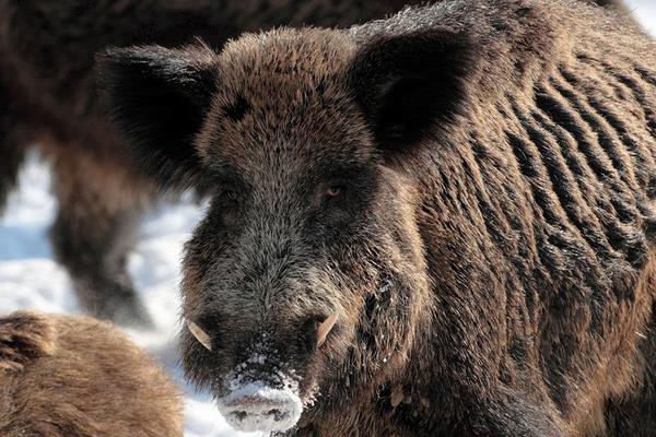 野豬是保護動物嗎 野豬是國家幾級保護動物