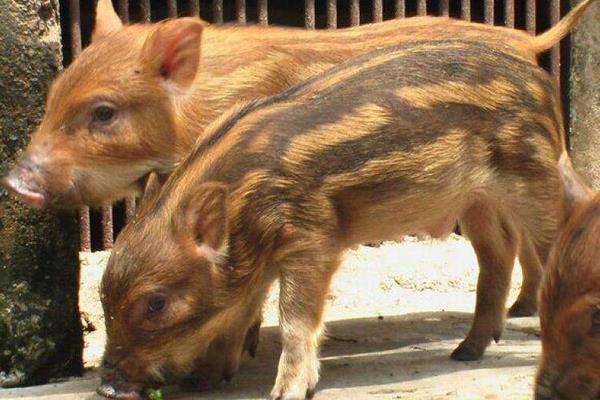 野豬是保護動物嗎 野豬是國家幾級保護動物
