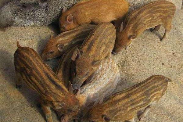 野豬是保護動物嗎 野豬是國家幾級保護動物