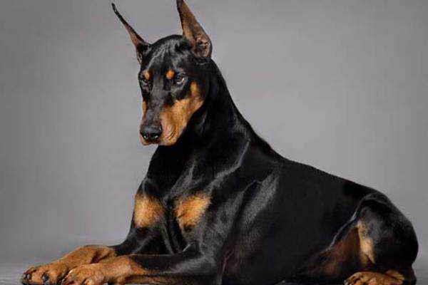 新手養杜賓要注意什么 杜賓犬訓練方法