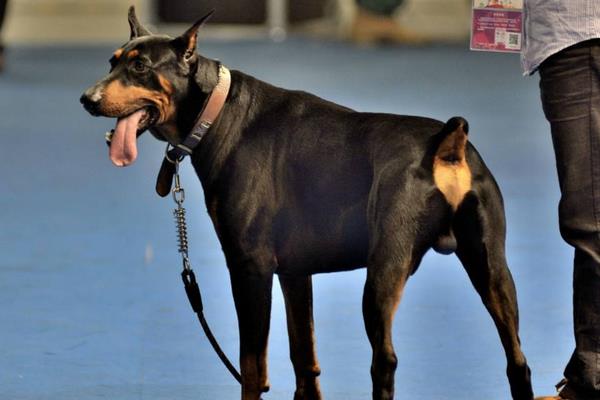 新手養杜賓要注意什么 杜賓犬訓練方法