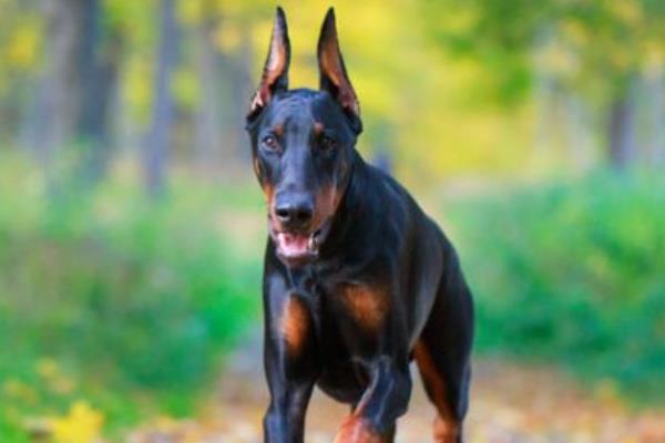 新手養杜賓要注意什么 杜賓犬訓練方法