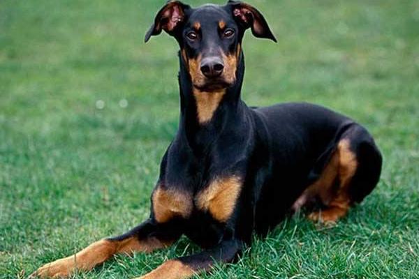 新手養杜賓要注意什么 杜賓犬訓練方法