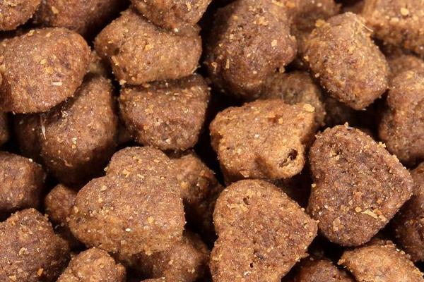 幼貓吃什么貓糧好 貓糧沒了吃什么應(yīng)急